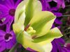 Blume_20220423_131517_klein Blume_20220423_131517_klein